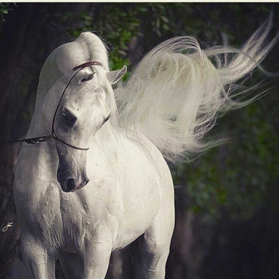 Красивые лошади белые Королевские