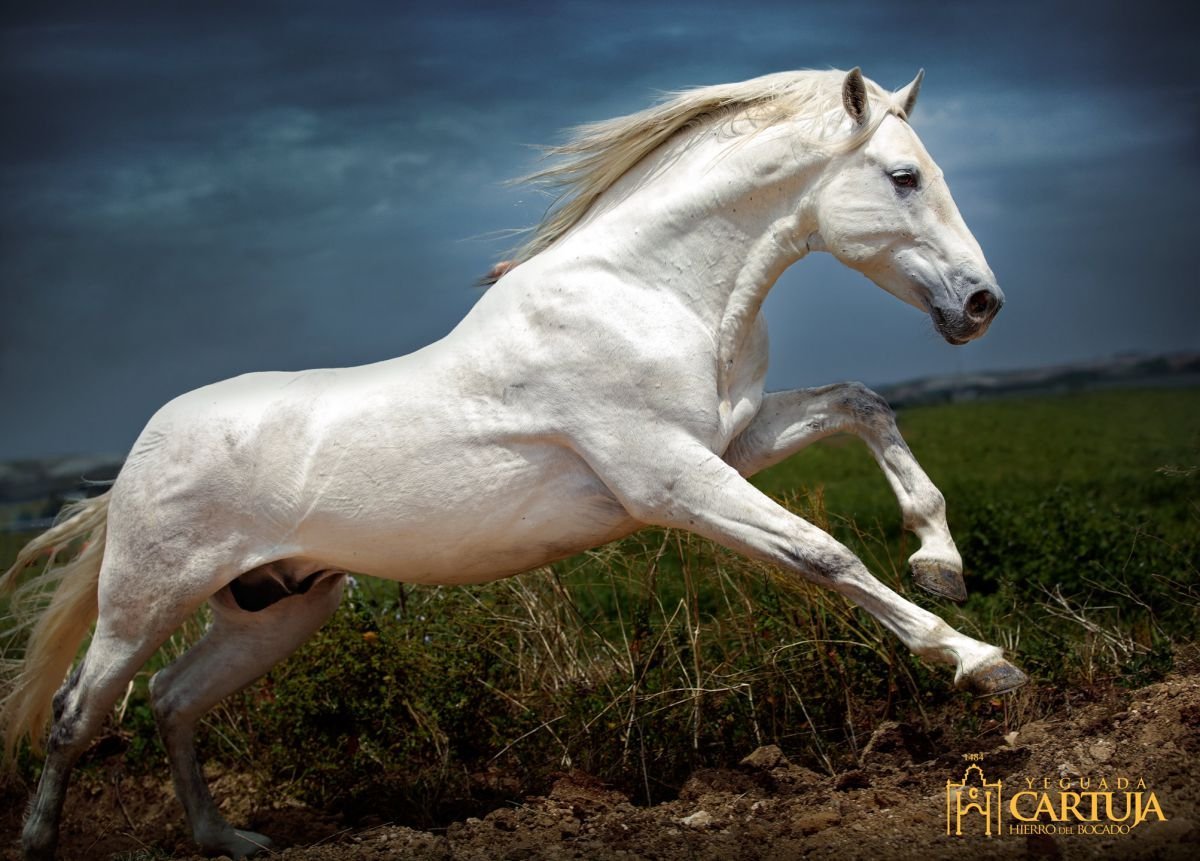 Андалузская лошадь белая