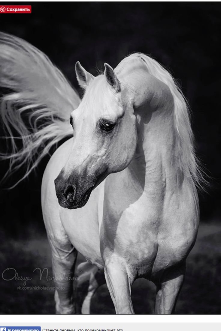 Любовь лошадей