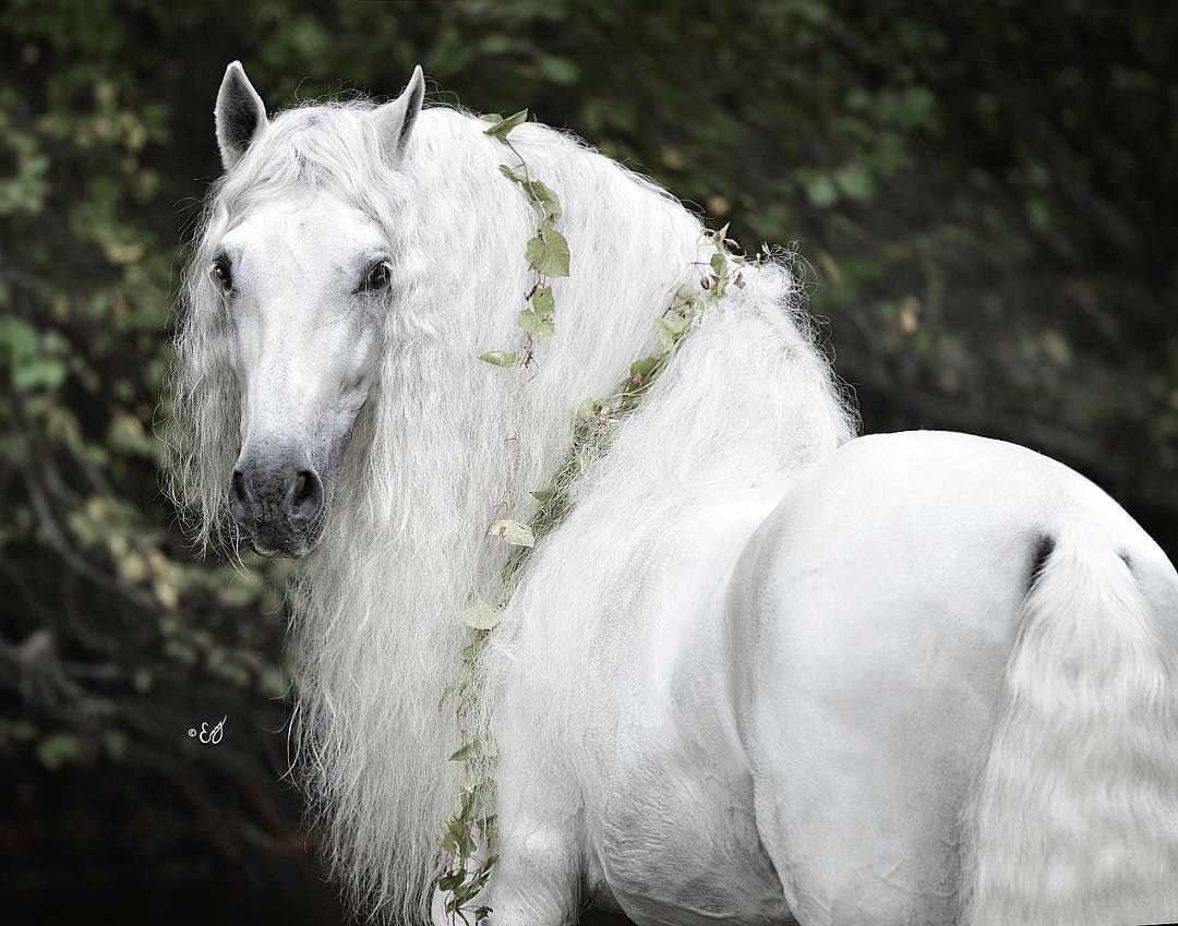Андалузская лошадь белоснежная