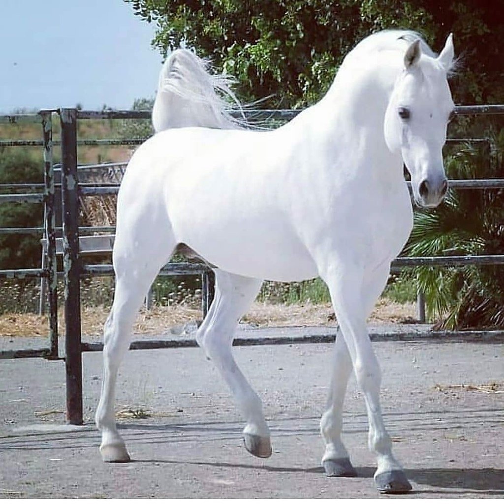 Чалая масть лошади