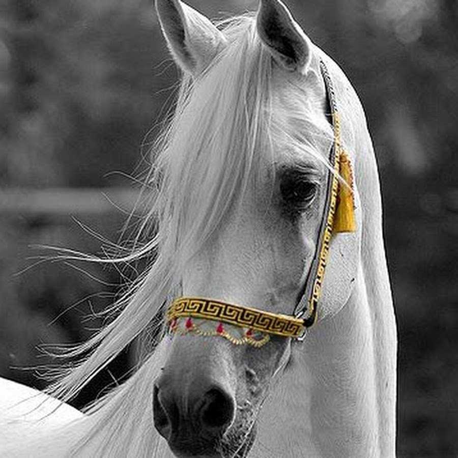 Лошадь на аву