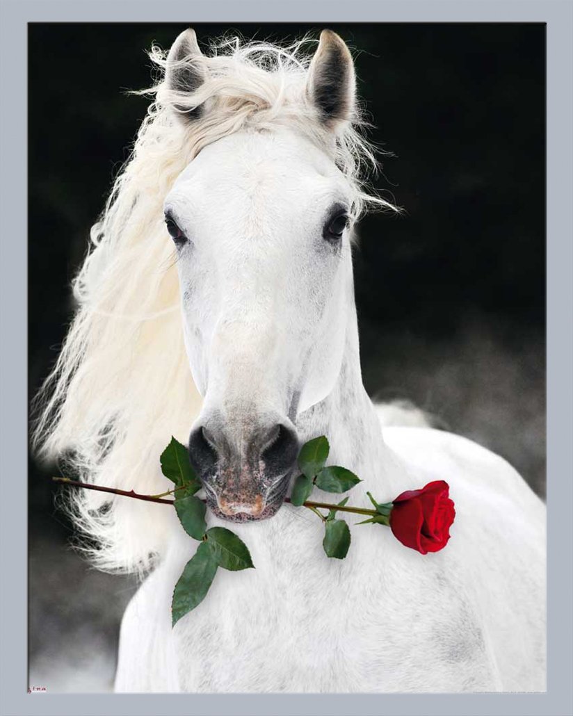 Арабская лошадь анфас