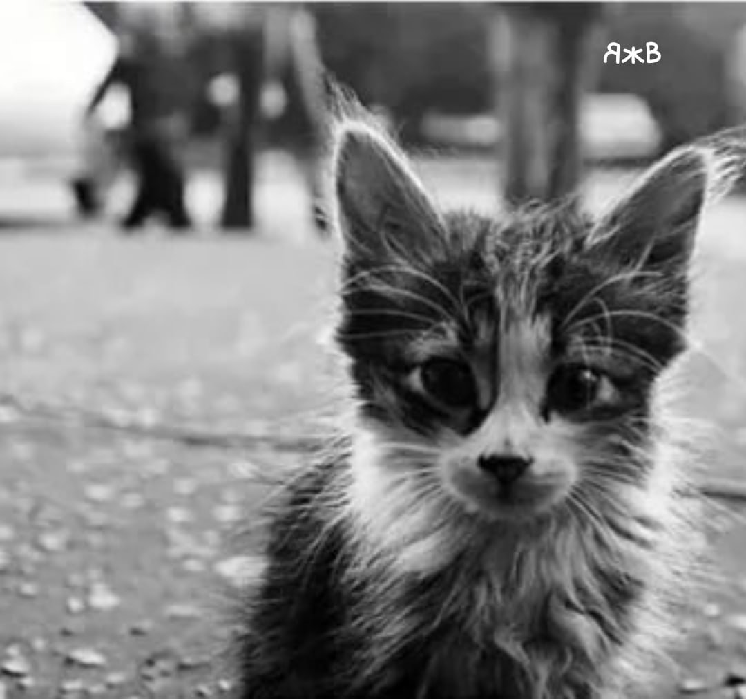 Бездомные котята