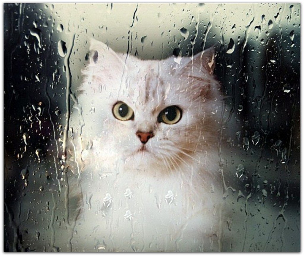 Котик под дождем