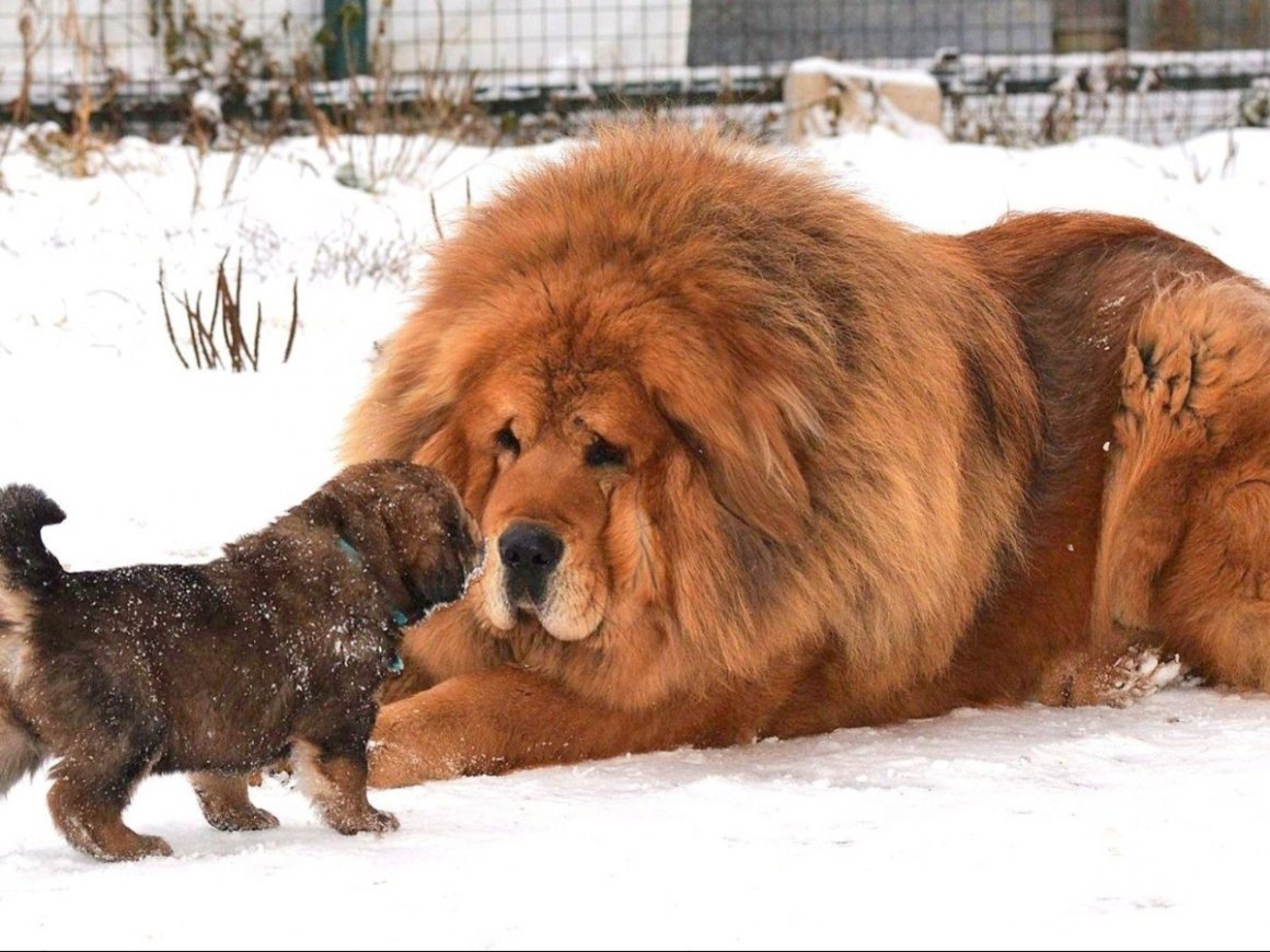 Тибетский сторожевой пес