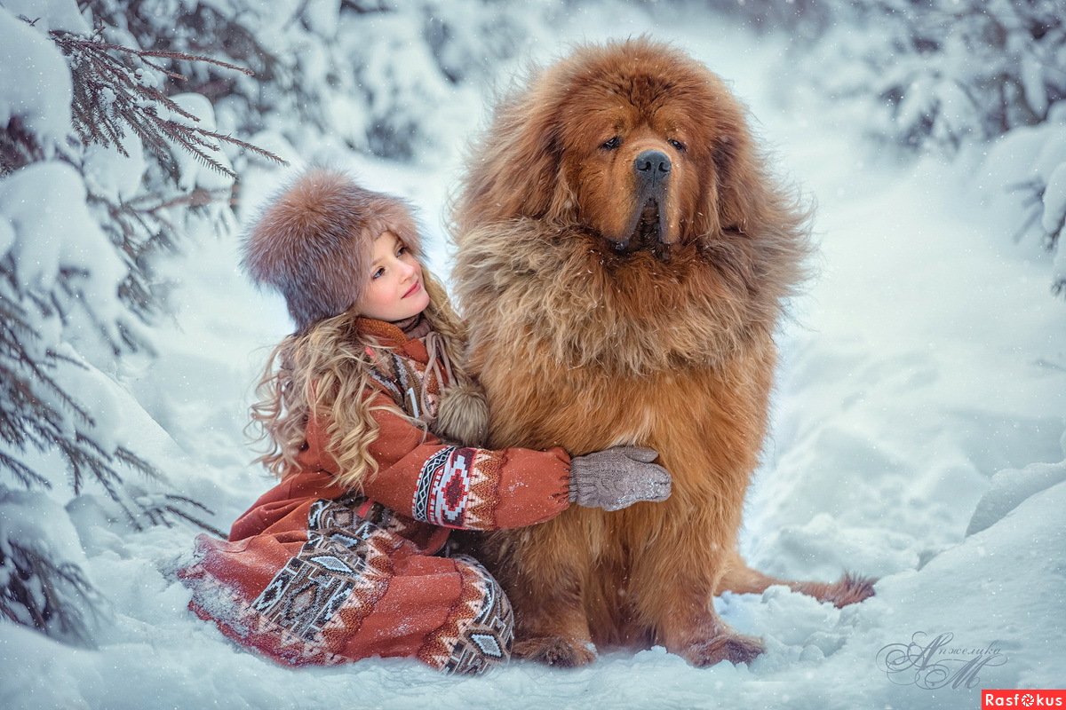 Тибетский мастиф мемы