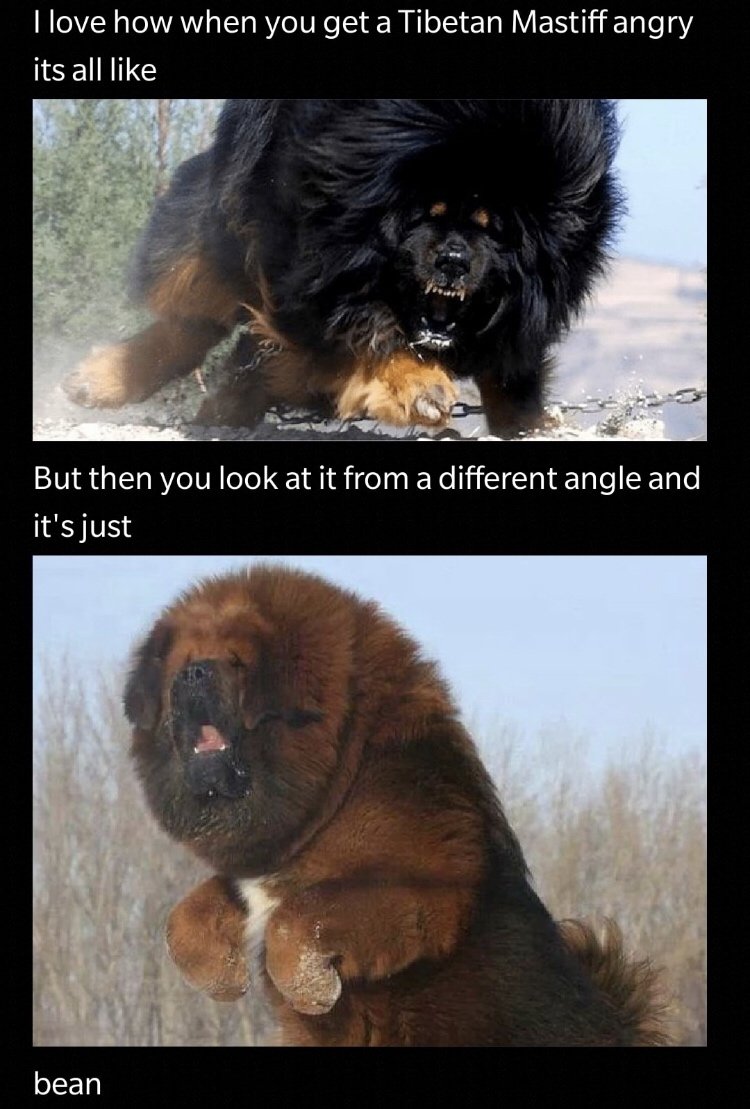 Мастиф собака тибетский 112 кг