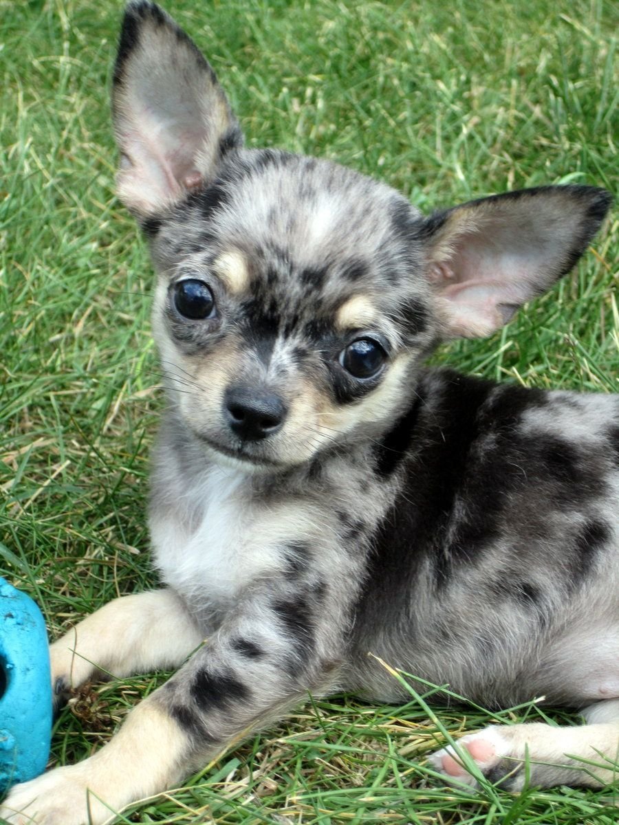 Собаки необычных пород