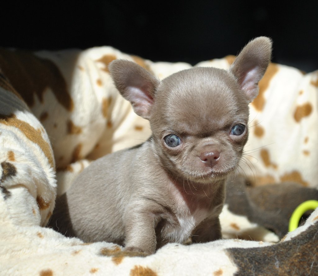 Питомник символ желания