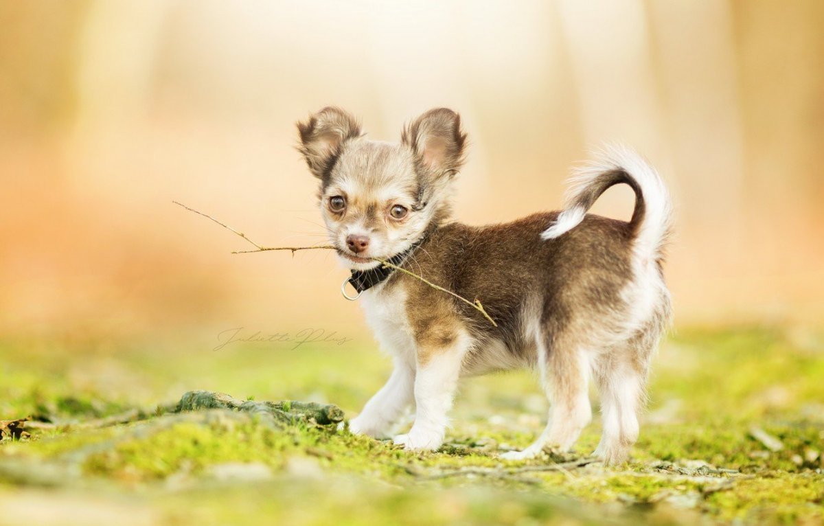 Чихуахуа трехцветные