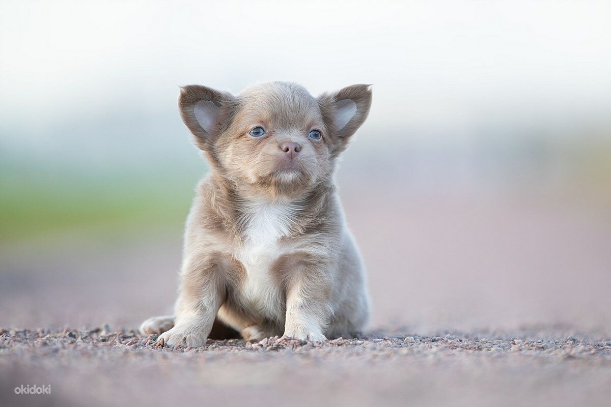 Голубо палевый чихуахуа