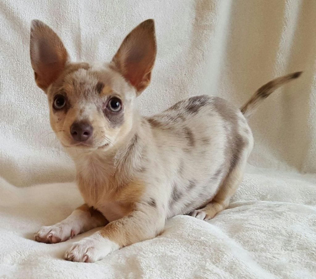 Чихуа Мерле