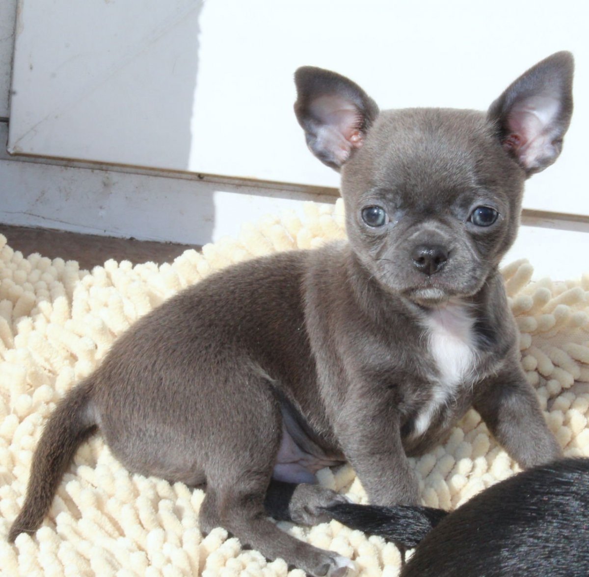 Чихуа с голубыми глазами