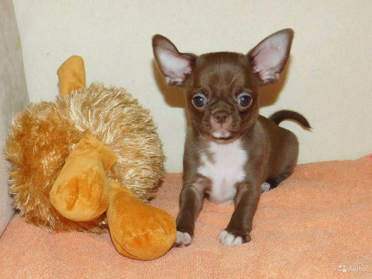 Чихуахуа чепрачного окраса