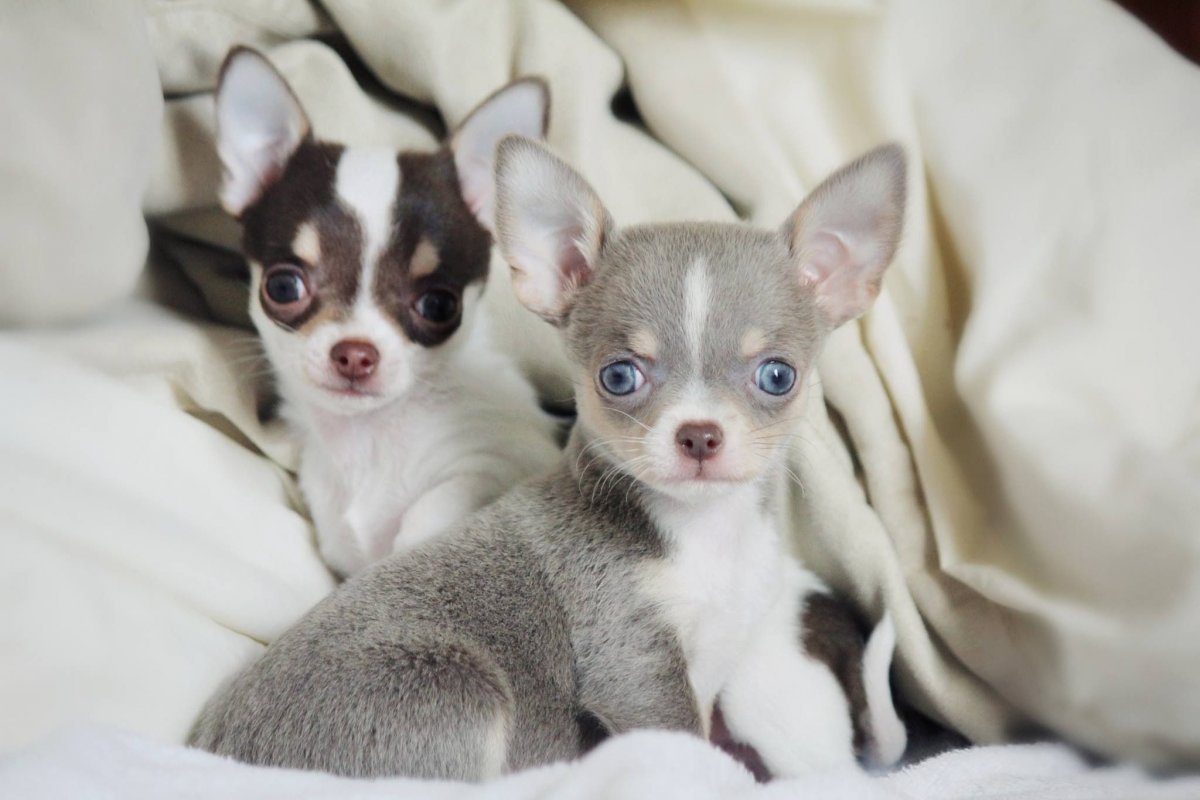 Чихуахуа пегая