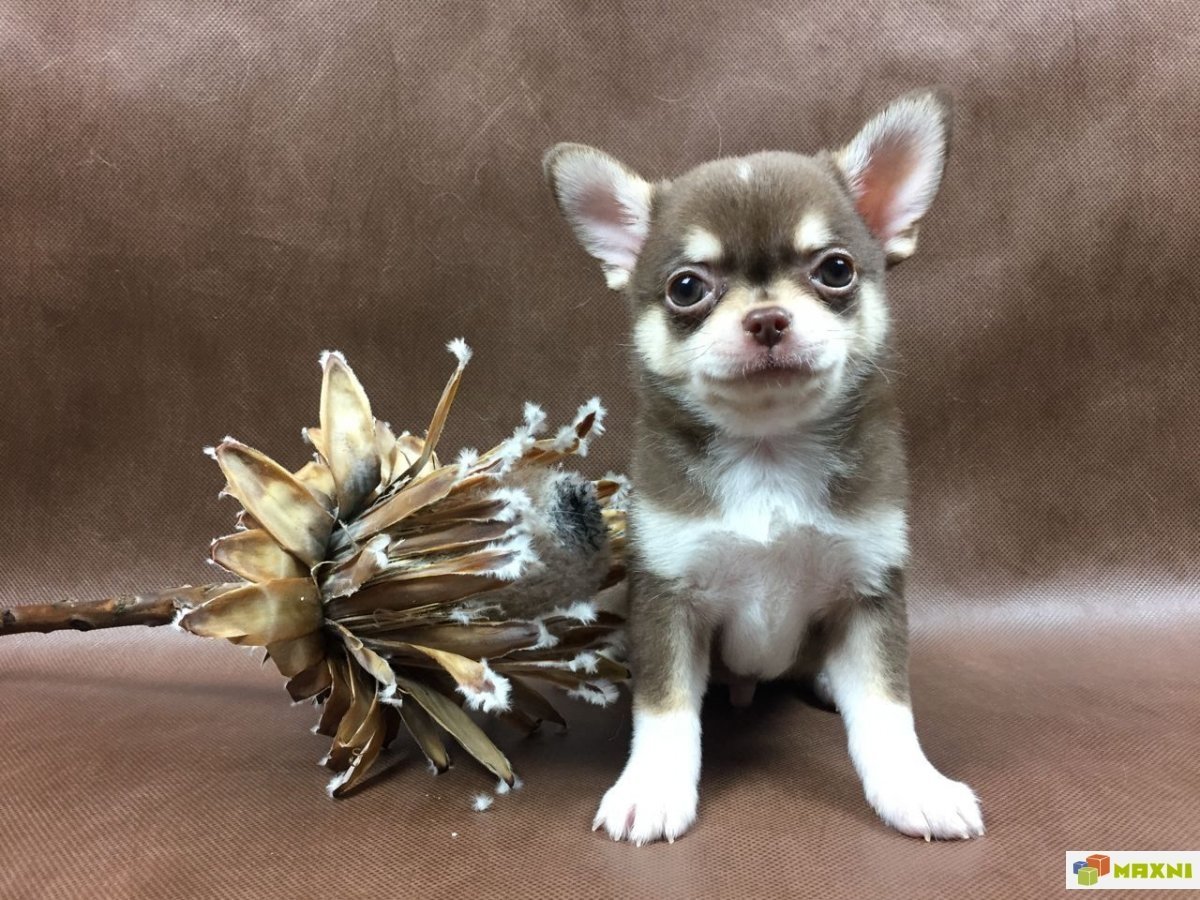 Чихуахуа короткошерстные купить Воронеже РКФ