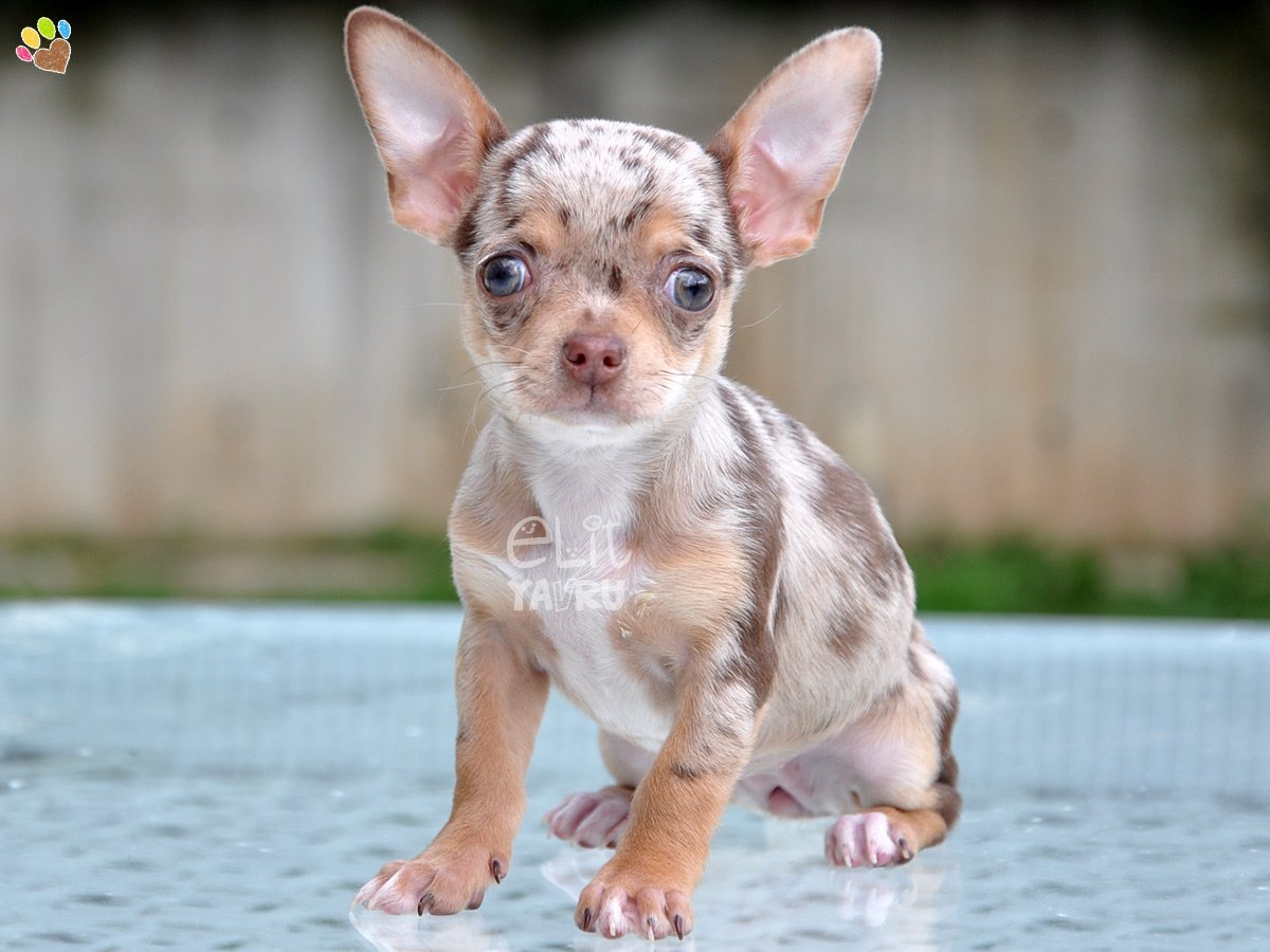 Чихуахуа голубая эксклюзив купить