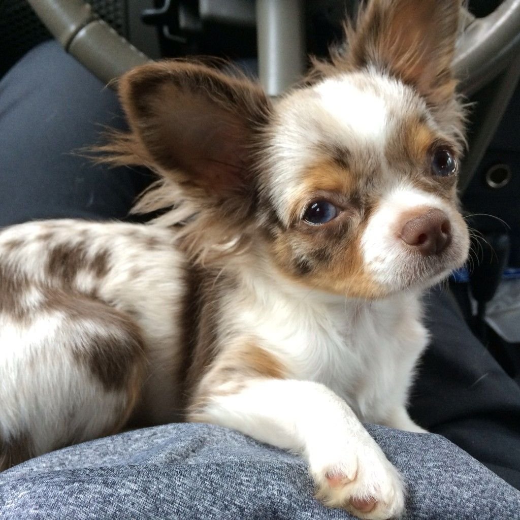 Лиловый чихуахуа