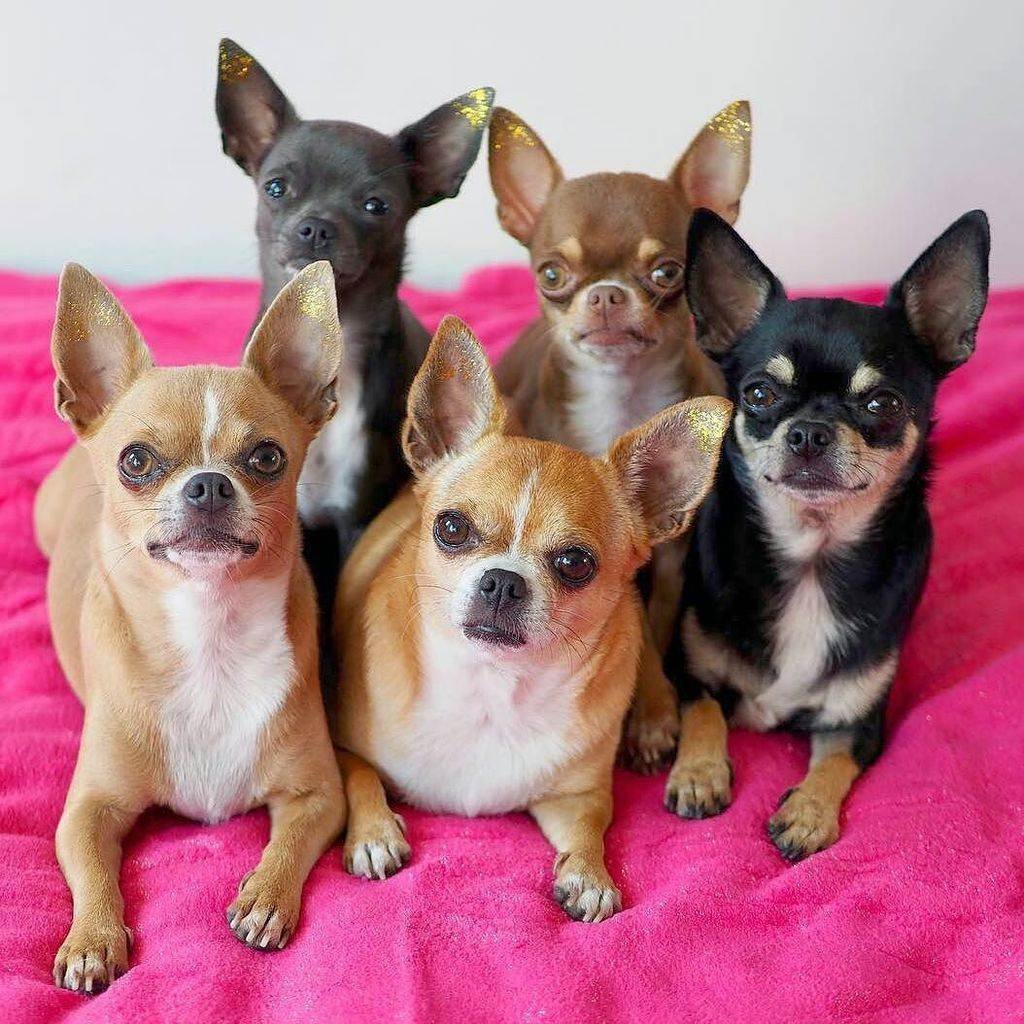 Чихуахуа Мерле