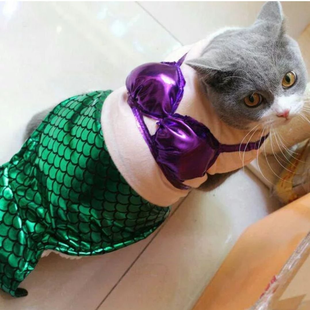 Прикольные Наряды для кошек