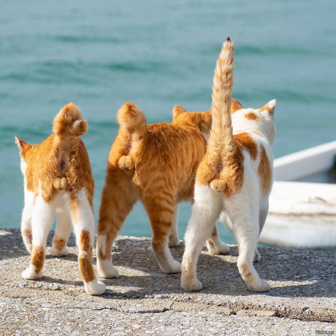 Кот с бубенцами