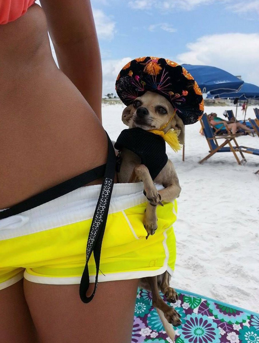 Приколы девушки и животные