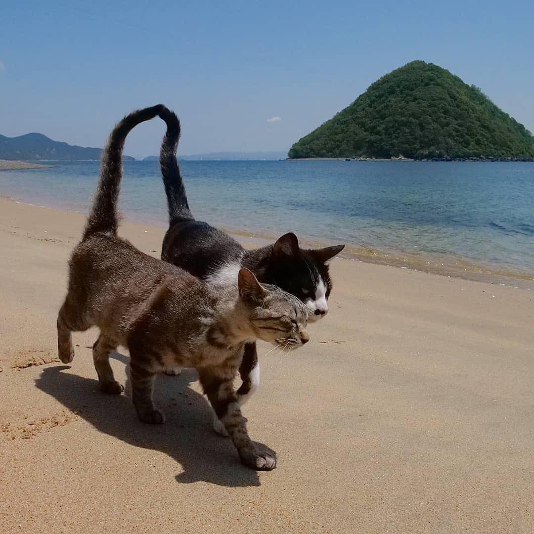 Котик в пледе