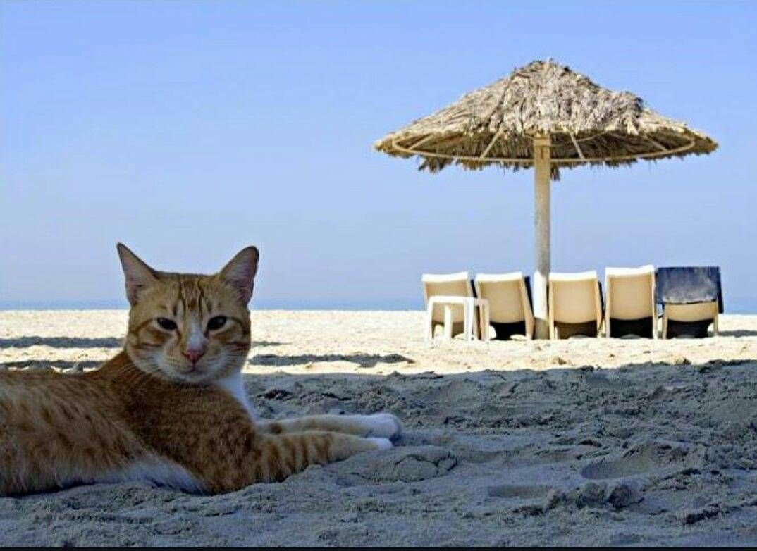 Кот на пляже