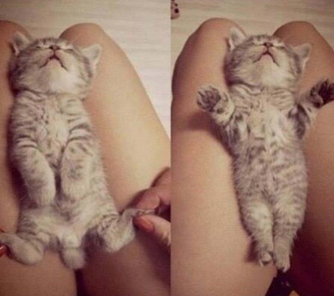 Тискать котенка