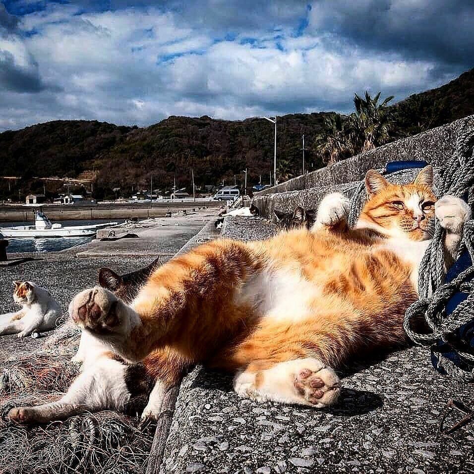 Кот на отдыхе