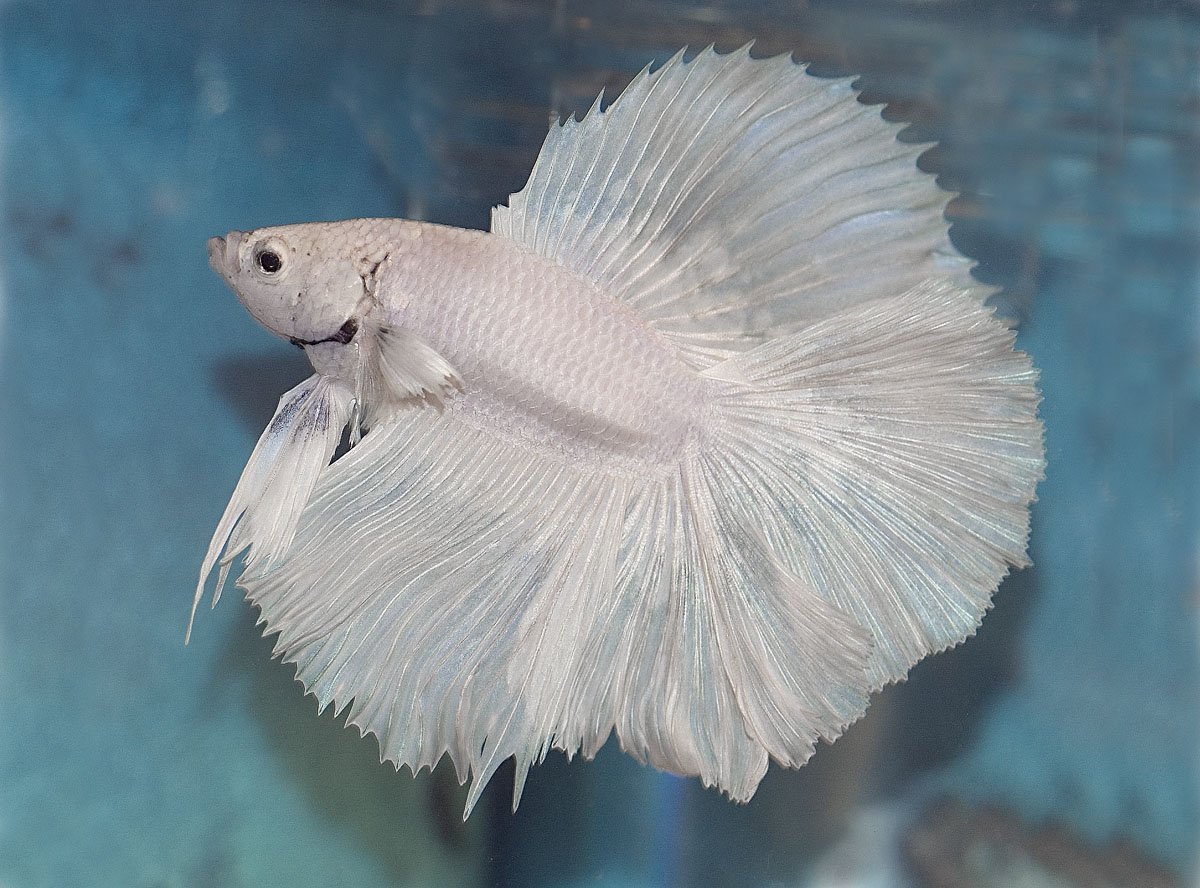 Рыбка петушок халф Мун