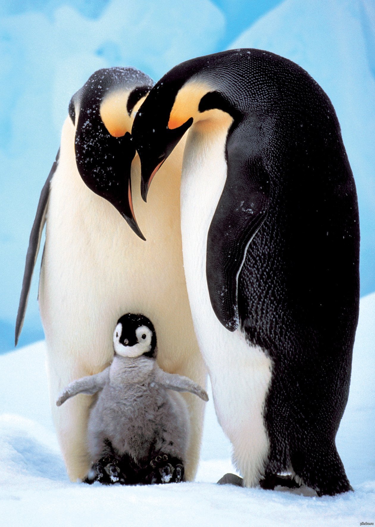 Пингвины моей мамы дата. Пингвины в Антарктиде. Влюбленные пингвины. Пара пингвинов. Влюбленные пингвинчики.