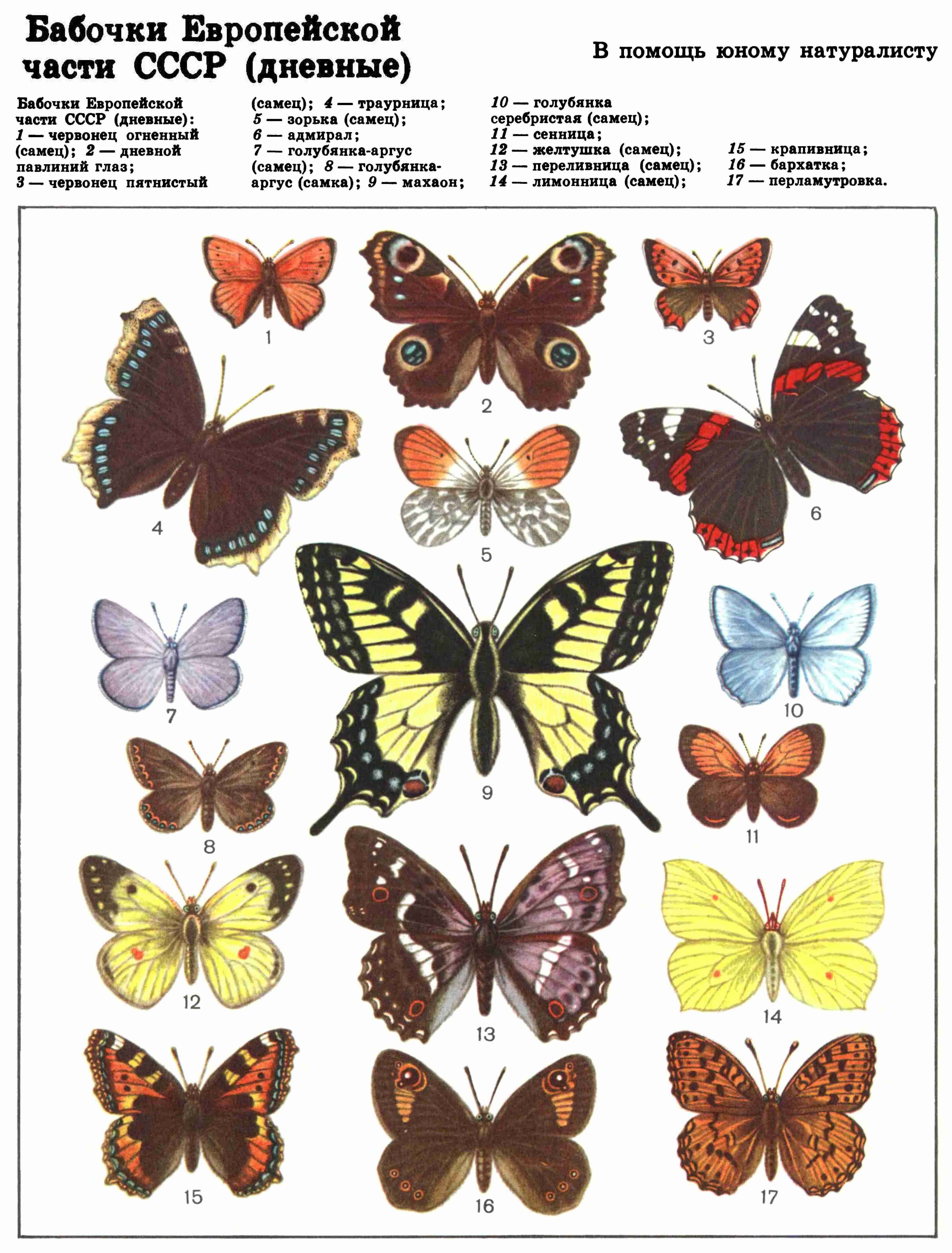 разновидности бабочек и их названия фото