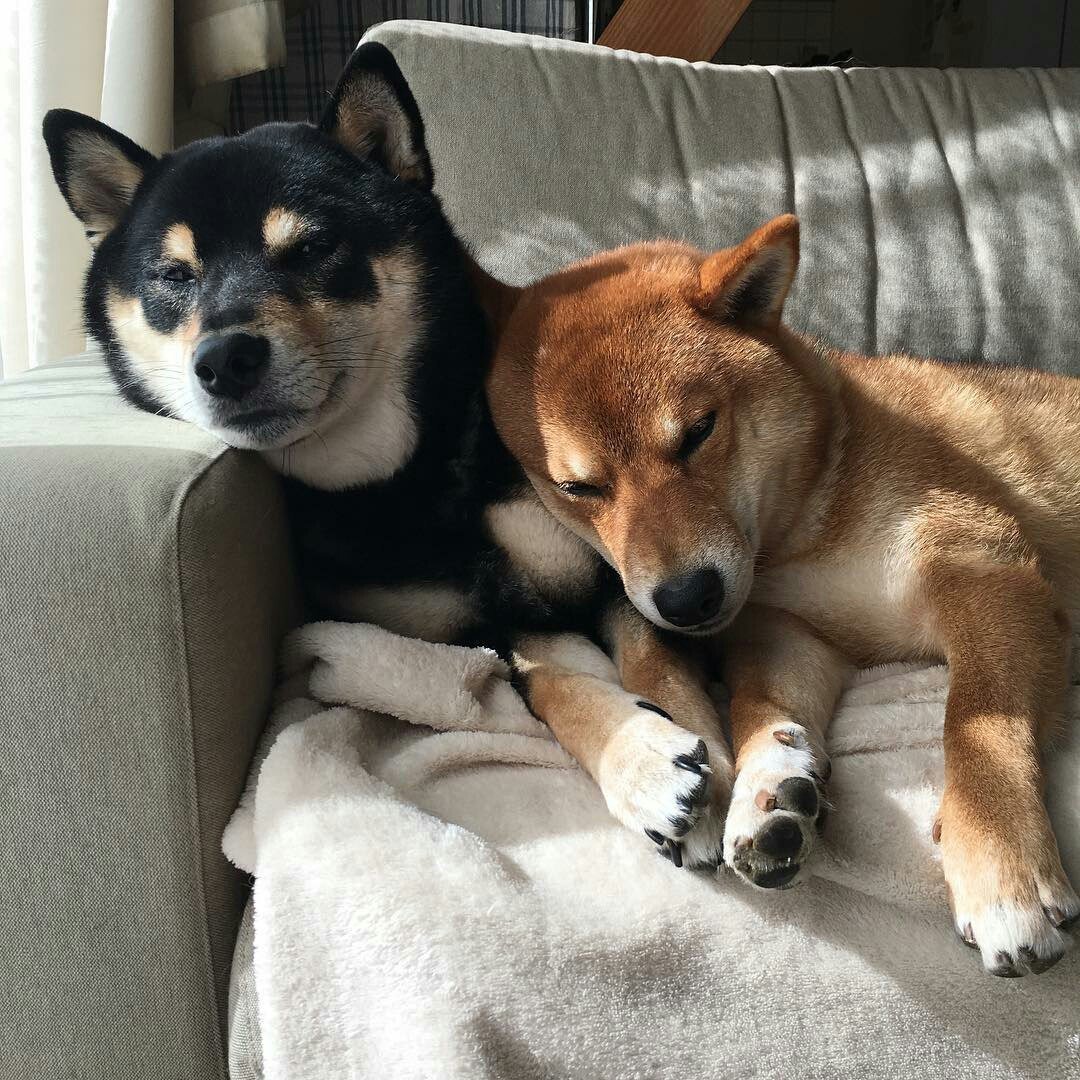 Шиба ину и сиба ину