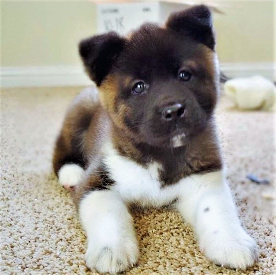 Самые милые американские акиты