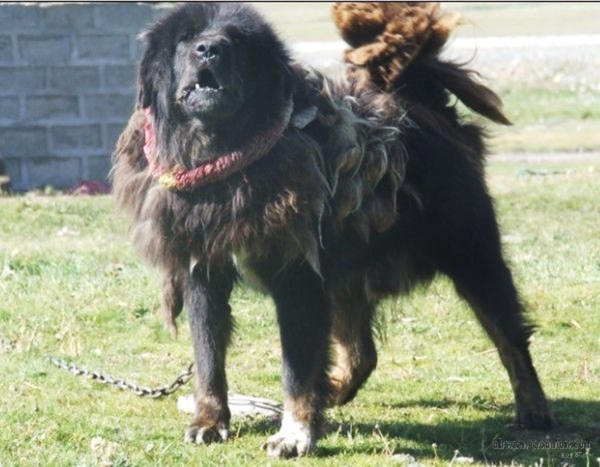 Тибетский волкодав