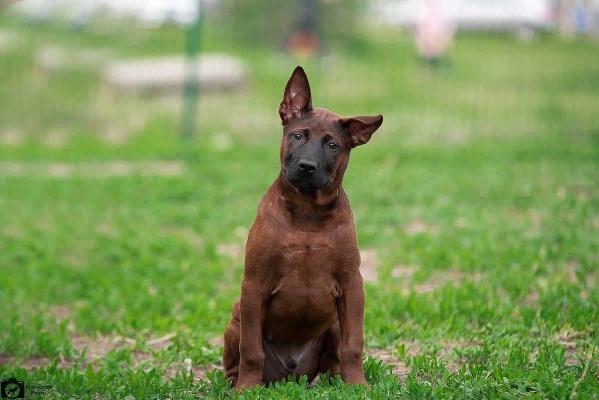 Тайский риджбек махагон