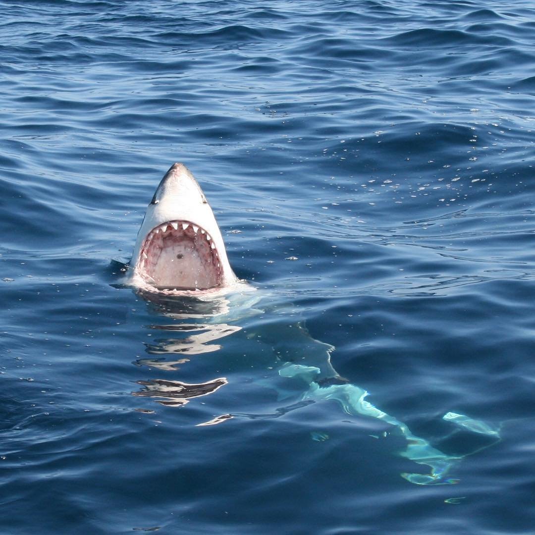 в красном море есть акулы