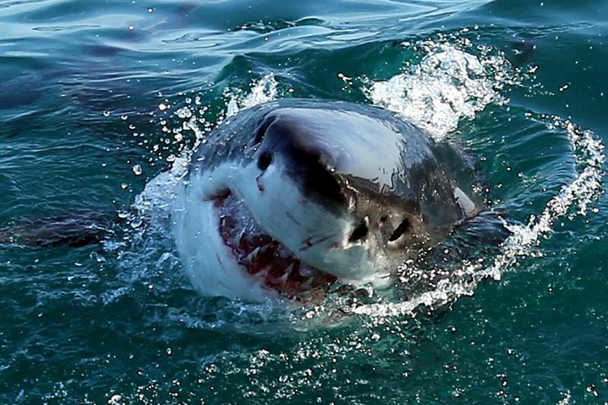 белые акулы в черном море