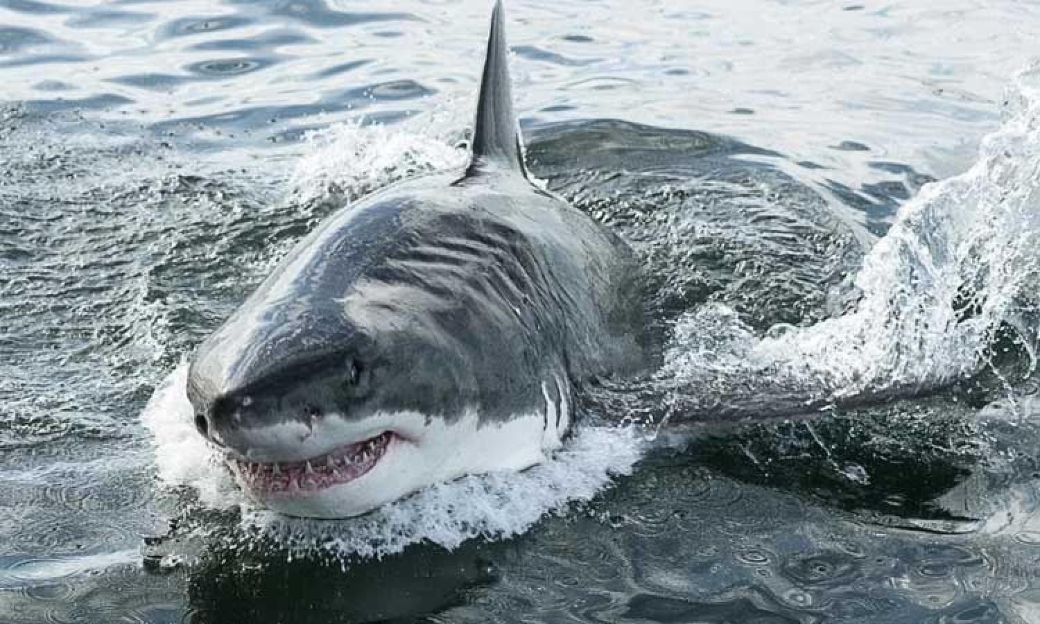 Shark return. Большая белая акула. 6 Метровая белая акула. Акула 6 метров. Скорость белой акулы.