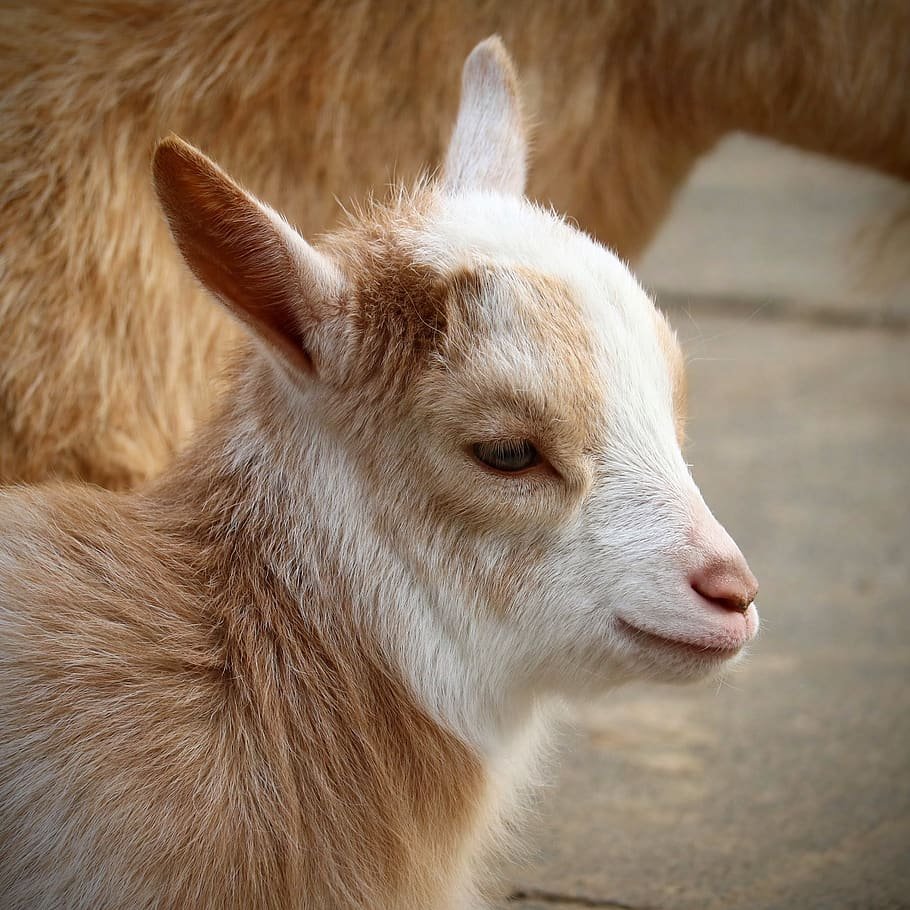 Пушистые козлята