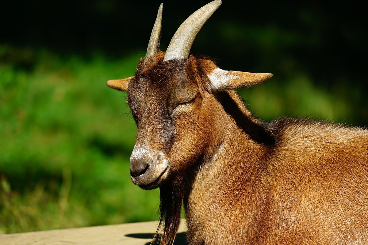 Лесной козел