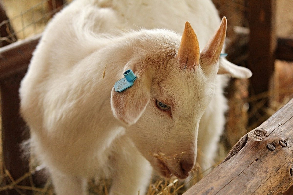 Милые козочки