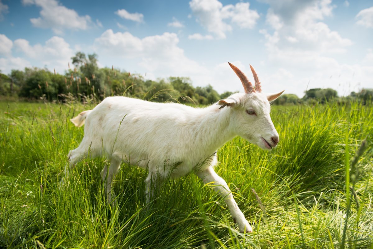 Смешной козлик