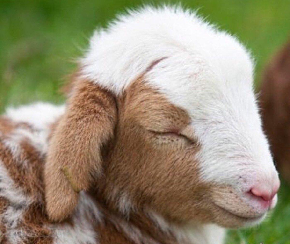 Красивая коза