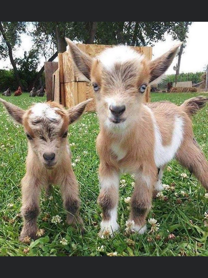 Мини козы камерунские