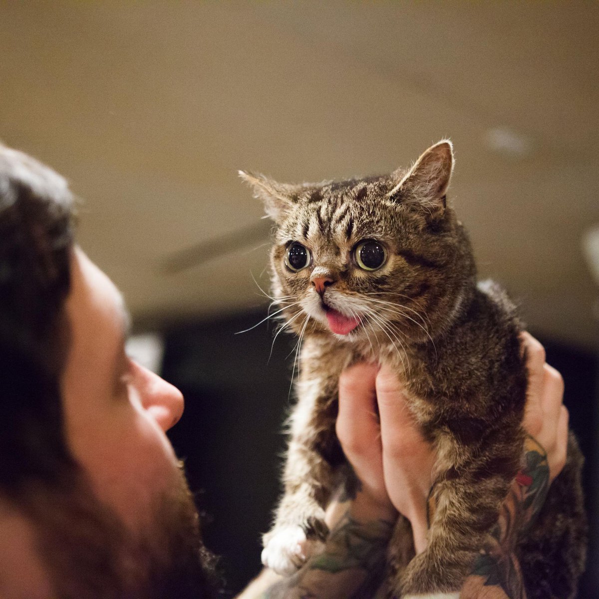 Животные дауны