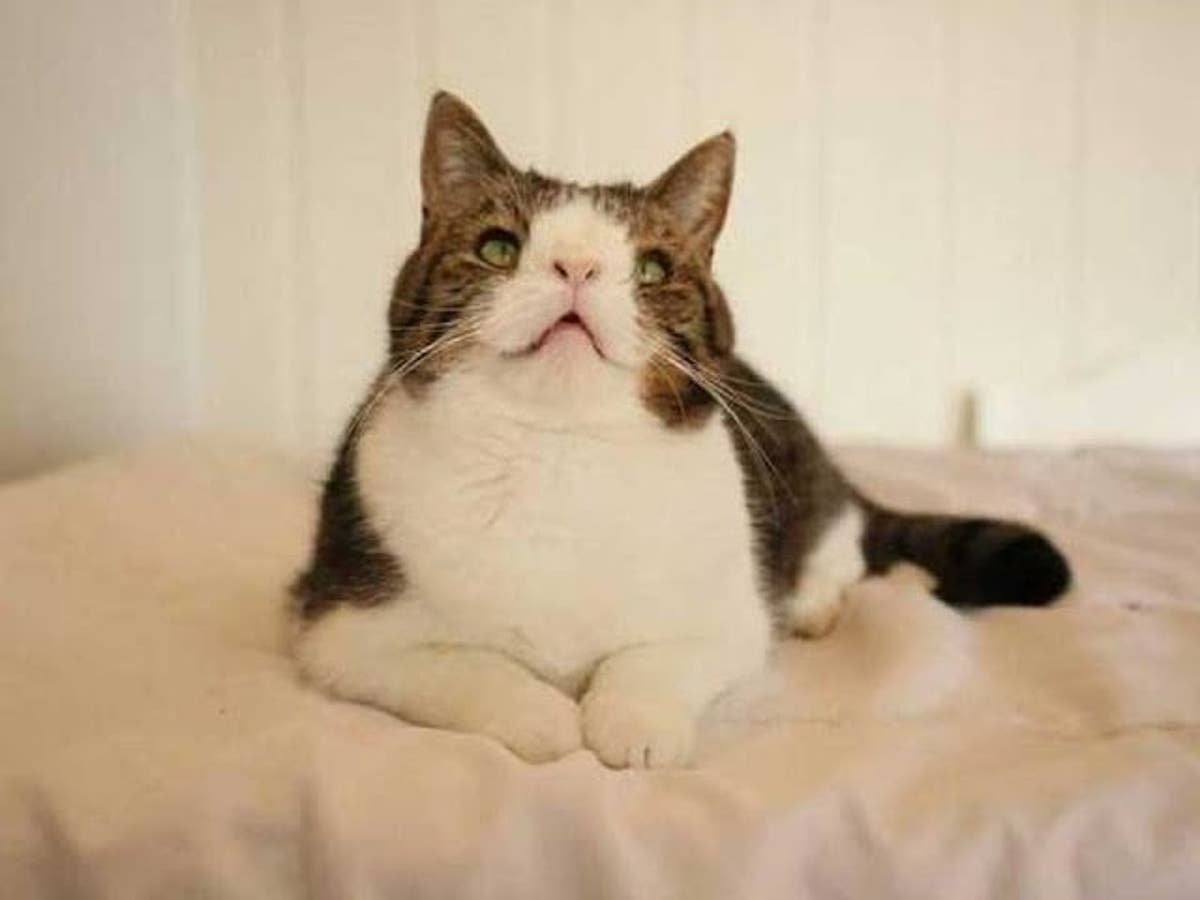 Кот с синдромом Дауна