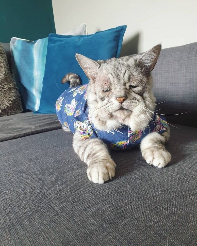 Старые коты